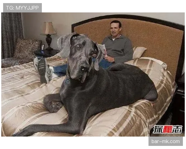 乔治家的狗都比某些首发挣得多